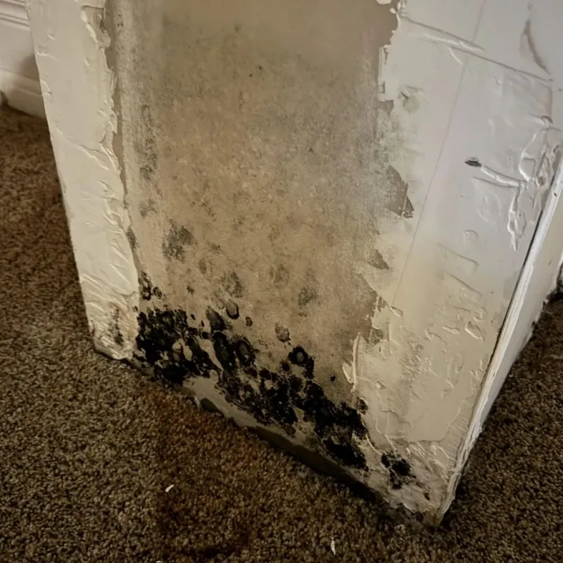 Professional Mold Removal in Huntersville, NC